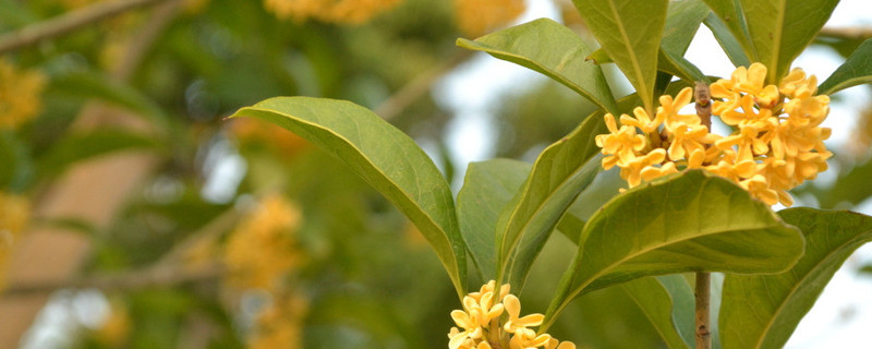桂花夏天放室內(nèi)還是室外