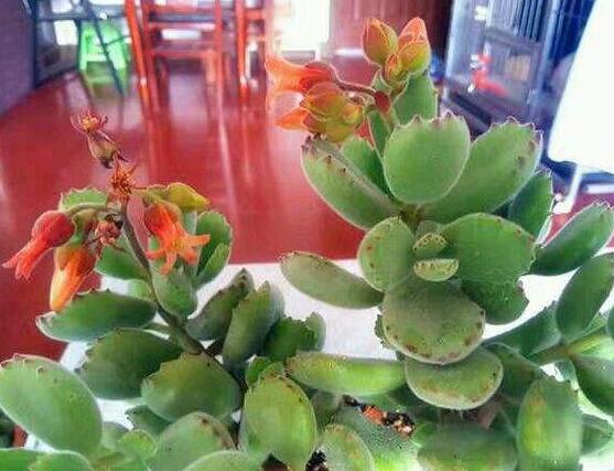 熊童子什么時候開花，基本上都是在夏末秋初開花