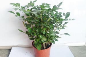 九里香怎么修剪，九里香的修剪圖解