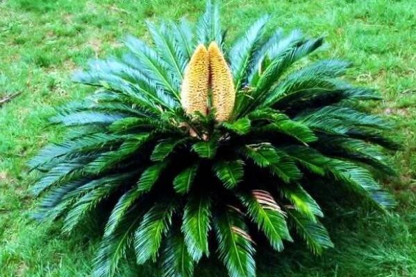 鐵樹(shù)開(kāi)花圖片，開(kāi)花條件以及征兆