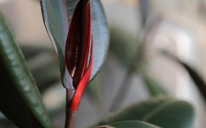 橡皮樹的副作用，對人體沒有特別大的傷害