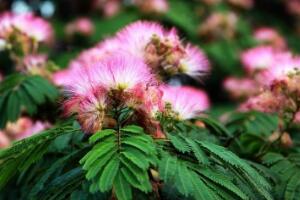 榕樹(shù)花和合歡花是一種花嗎，榕樹(shù)花和合歡花的區(qū)別