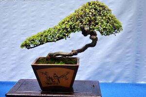 榕樹怎么繁殖，榕樹扦插方法圖解