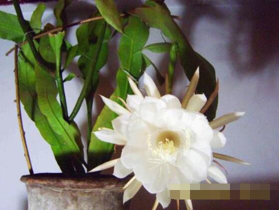 曇花爛根了要怎么辦，及時(shí)修剪腐爛根系/做好傷口消毒