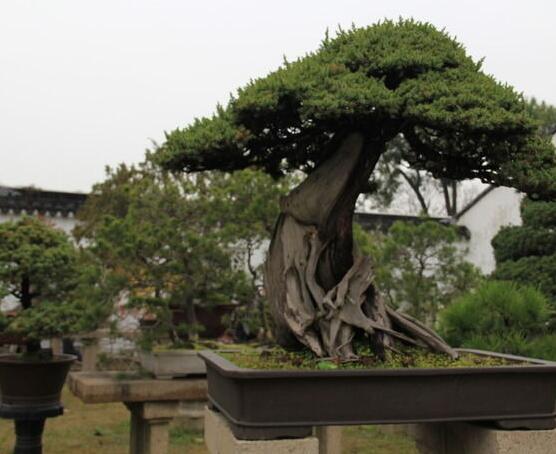 榕樹有什么寓意，寓意著健康長壽，吉祥如意