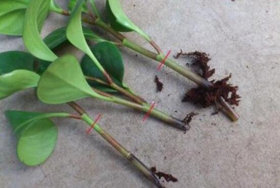 碧玉為什么會爛根，碧玉爛根怎么辦(換盆換土重新栽培)