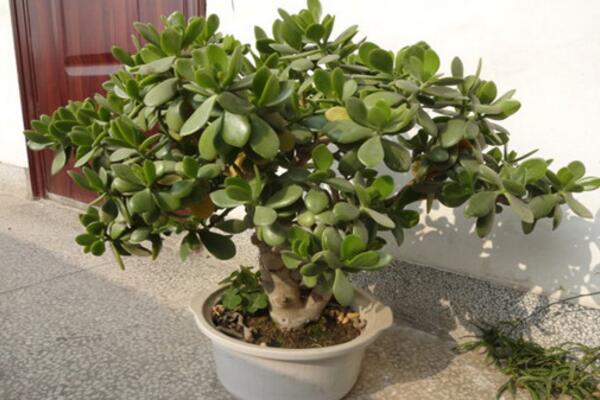 燕子掌冬季養(yǎng)殖方法，增強光照并減少肥水