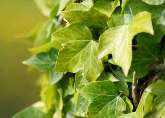 常春藤的養(yǎng)殖方法和注意事項(xiàng)，老農(nóng)總結(jié)八大基本方法