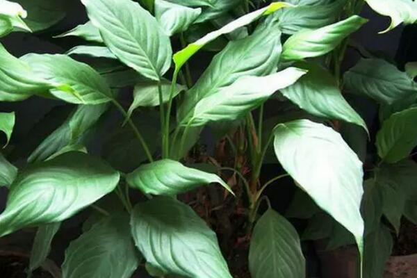 萬(wàn)年青的種類(lèi)，常見(jiàn)的有五種