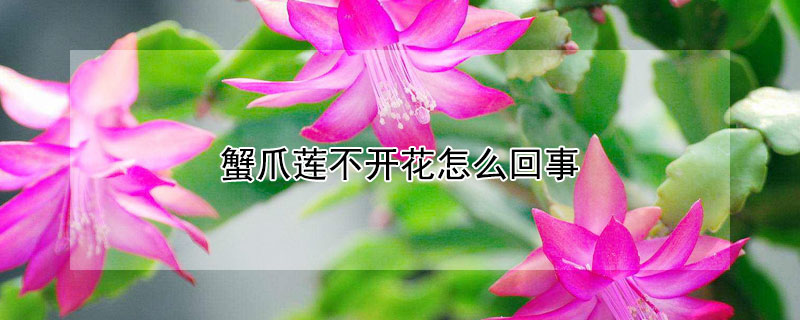 蟹爪蓮不開(kāi)花怎么回事