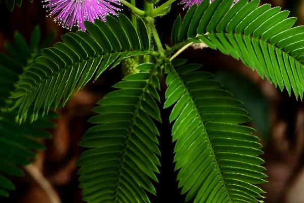 含羞草能在室內(nèi)養(yǎng)嗎