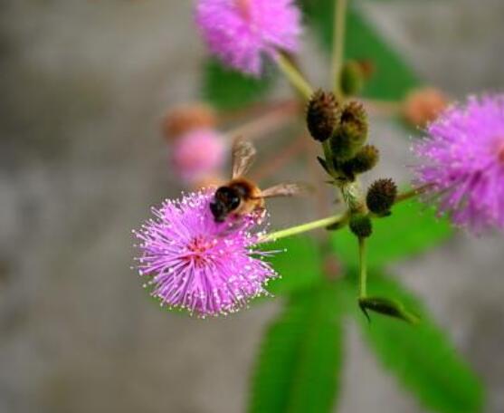 種含羞草會(huì)掉頭發(fā)嗎，會(huì)掉/家有孕婦和小孩忌養(yǎng)殖
