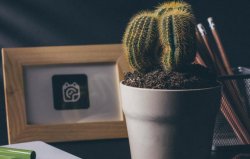 仙人掌的用途，電腦工作者的福音