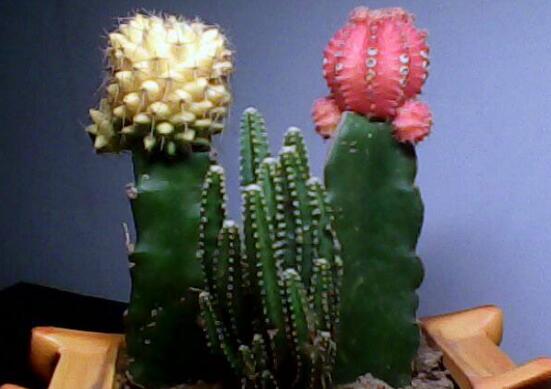 仙人掌喜歡陽光嗎，長日曬生長更健康