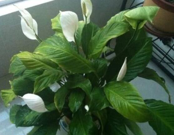 一帆風順用什么水澆，澆池塘水、淘米水生長最快