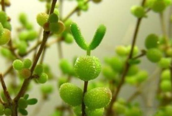 碧光環(huán)種植方法，擇健康種子、保水保肥土壤/淺盆為主