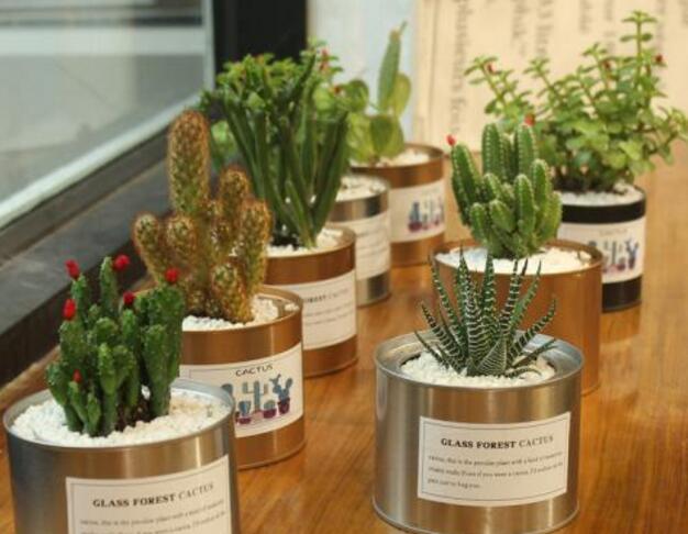 仙人球長斑怎么辦，及時挖掉并且合理養(yǎng)護