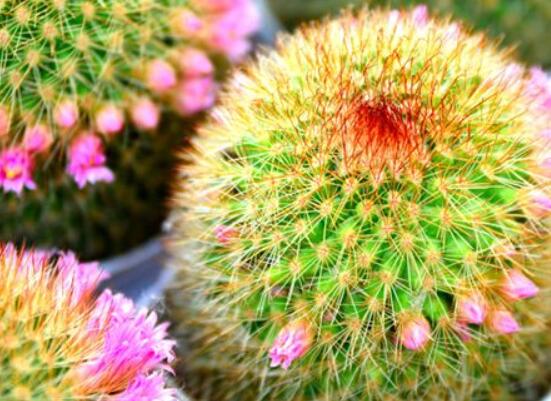 怎樣養(yǎng)仙人球容易開花，記住五個(gè)要點(diǎn)花開爆盆