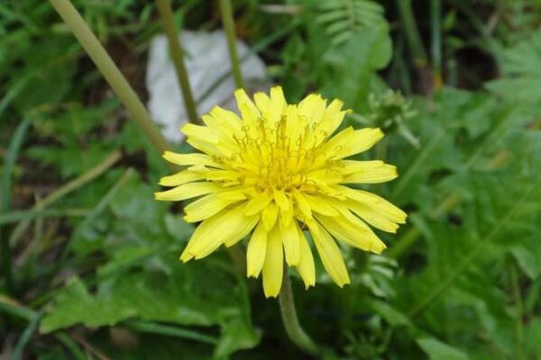 多裂蒲公英怎么養(yǎng)，5步教你養(yǎng)好多裂蒲公英