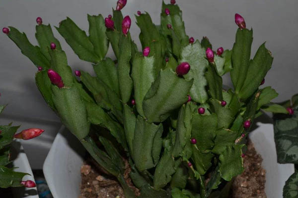 秋天蟹爪蘭的養(yǎng)殖方法和注意事項(xiàng)