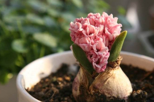 風(fēng)信子花謝后怎么處理，繼續(xù)栽培或冷藏保存種球