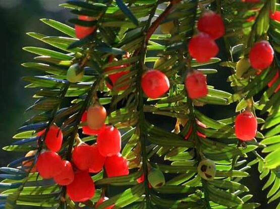 紅豆杉用什么土栽培好，疏松透氣、保水保肥