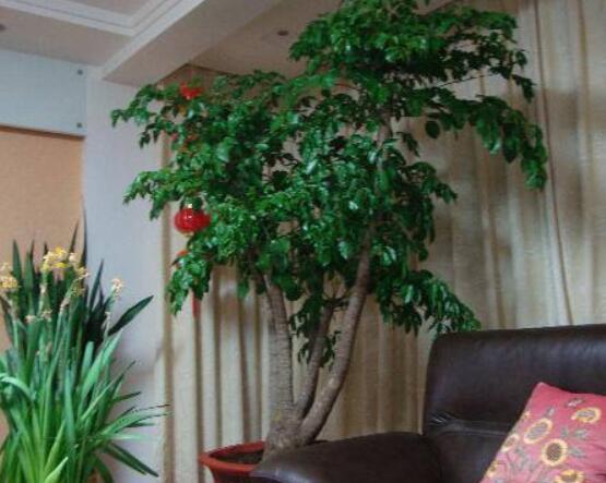 幸福樹開花什么預(yù)兆、寓意著家庭和睦，幸福快樂(吉兆)