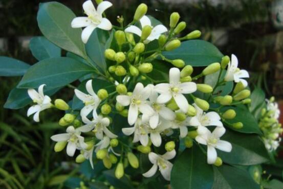 九里香盆栽的功效與作用，制作香精、活血化瘀