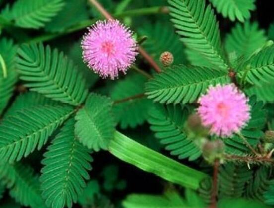 含羞草能在家里養(yǎng)嗎，不適合/頭發(fā)、眉毛嚴(yán)重脫落