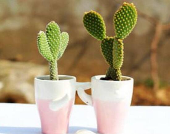 仙人掌防輻射嗎，原來流言都是騙人的