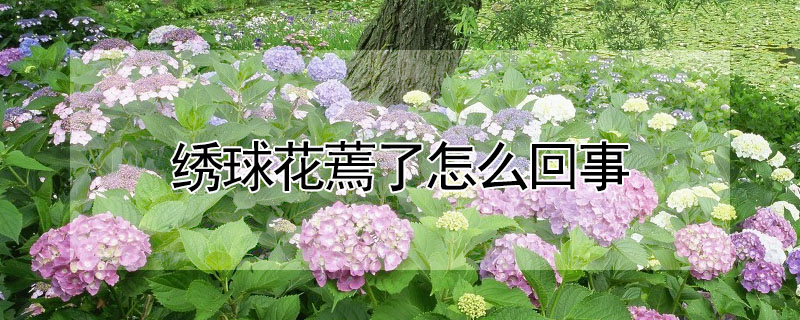 繡球花蔫了怎么回事