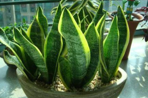 虎皮蘭長的細(xì)怎么辦