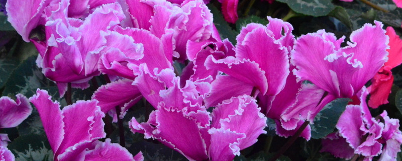 仙客來(lái)的葉子太多可以摘掉一些嗎