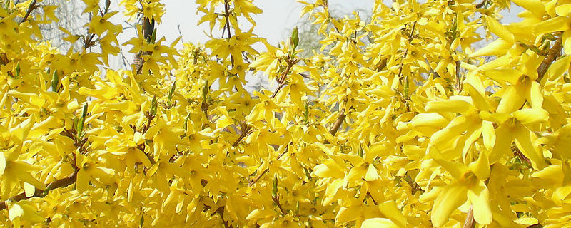 迎春花會結(jié)果嗎