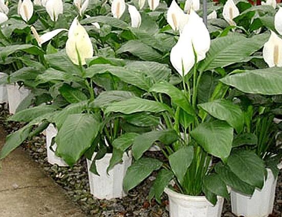 盆栽一帆風順怎么養(yǎng)，教你八個方法便可爆盆