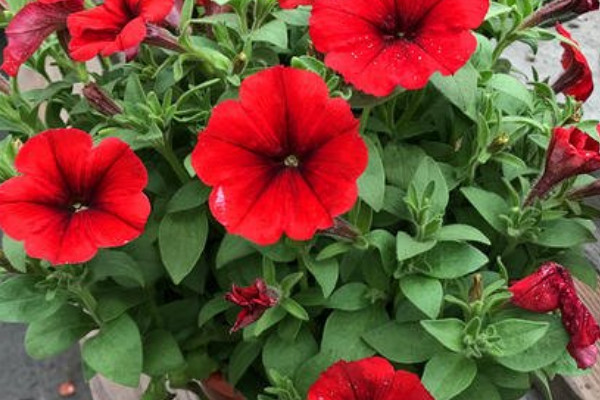 牽?；梢耘柙栽诩茵B(yǎng)嗎