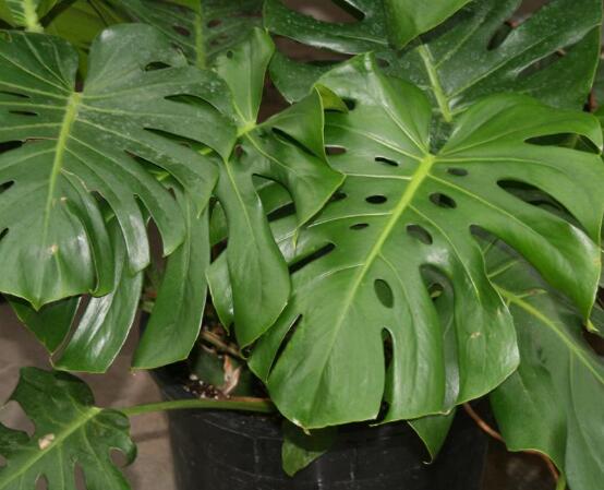 誤食龜背竹葉子怎么辦，第一時(shí)間去醫(yī)院積極治療(中毒較深)