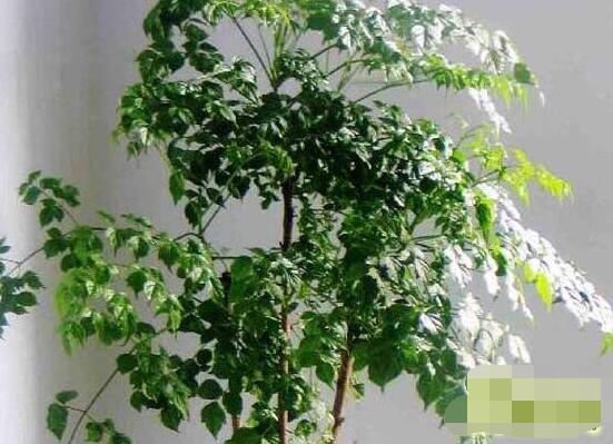 幸福樹水生根技巧，做好四點步驟即可水培爆盆