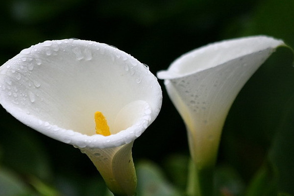 海芋花和馬蹄蓮的區(qū)別，海芋花花色單一并不豐富