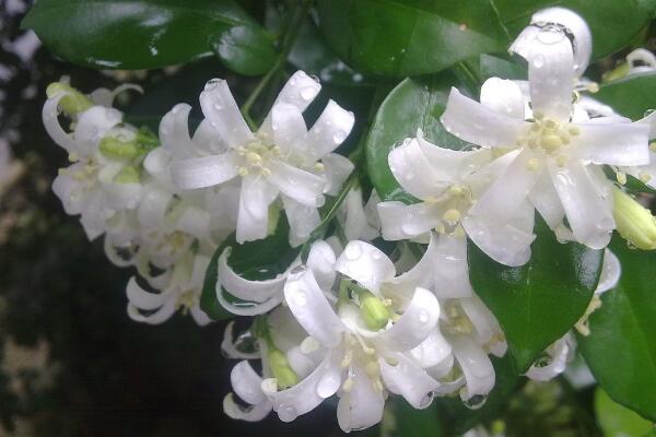 九里香有什么作用，九里香的六大功效介紹