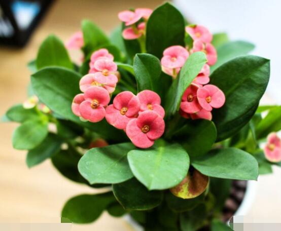 虎刺梅對人身體有害嗎，只需要注意避免接觸即可