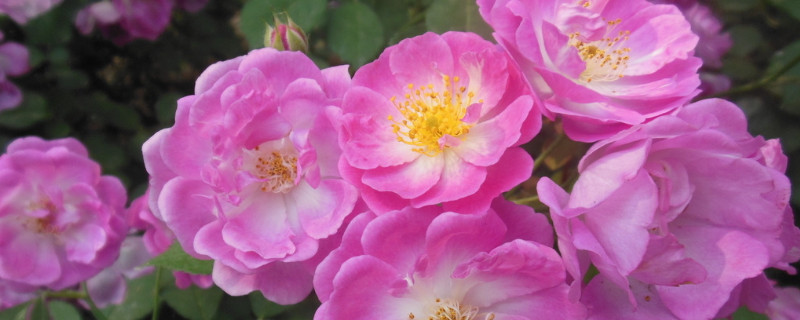 爬藤薔薇花的養(yǎng)殖方法