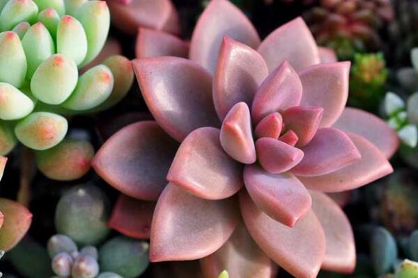 寶石花和觀音蓮的區(qū)別，詳細介紹葉子和花朵的不同