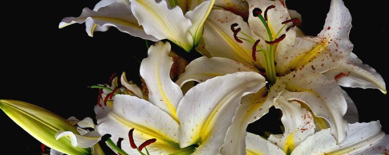 百合盆栽養(yǎng)殖注意事項