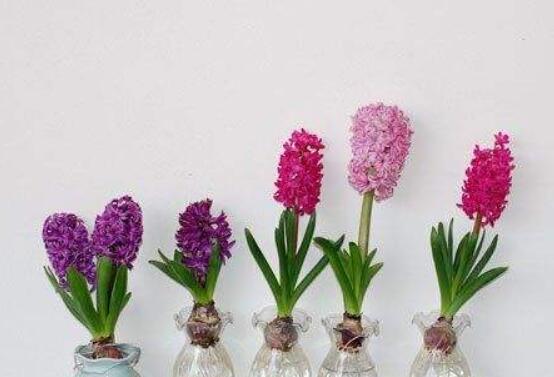 冬天能水培風(fēng)信子么，可以/保持溫暖環(huán)境、注意水溫