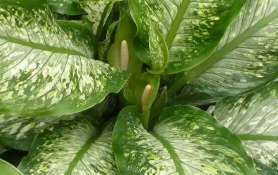 萬年青葉子發(fā)黃怎么辦，萬年青葉子發(fā)黃解決方法