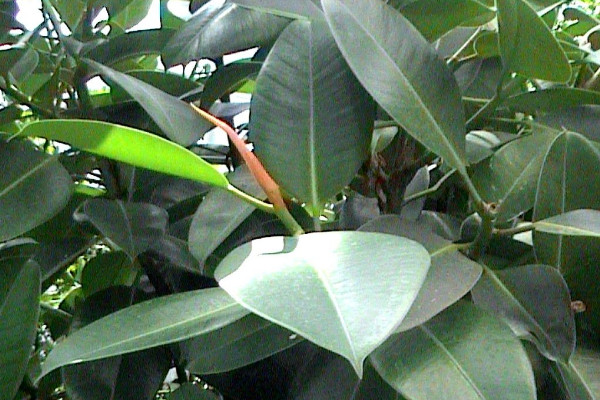 橡皮樹的繁殖方法，扦插/壓條/水培繁殖等