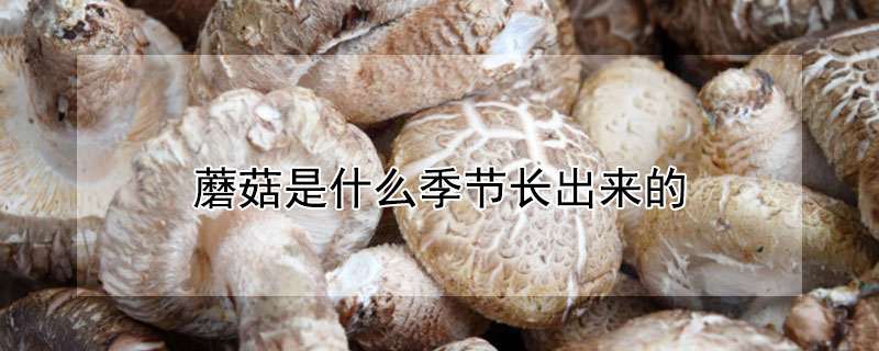 蘑菇是什么季節(jié)長(zhǎng)出來(lái)的