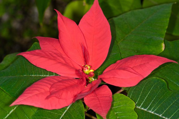 一品紅開(kāi)完花怎么修剪