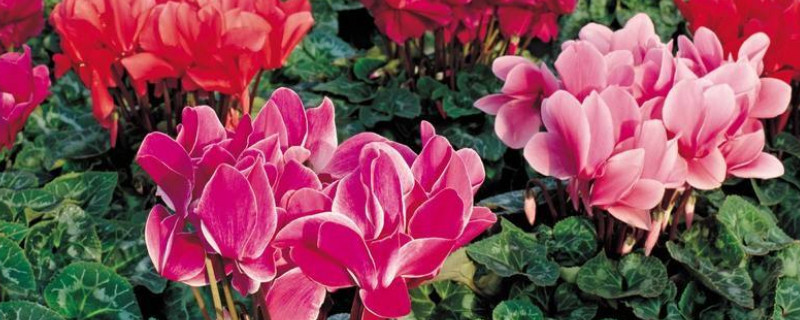 仙客來(lái)可以澆啤酒水嗎